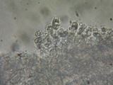 Mycena metata image