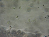 Mycena metata image