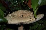 Amanita hongoi image