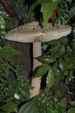 Amanita hongoi image