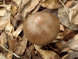 Amanita incarnatifolia image