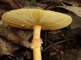 Amanita javanica image