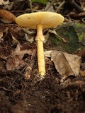 Amanita javanica image