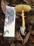 Amanita javanica image