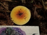 Amanita javanica image
