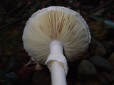 Amanita kotohiraensis image
