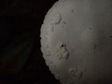 Amanita kotohiraensis image
