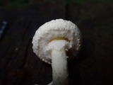 Amanita kotohiraensis image