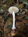 Amanita kotohiraensis image
