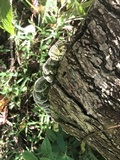 Fuscocerrena portoricensis image