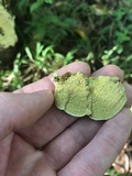 Fuscocerrena portoricensis image