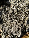 Lecanora argopholis image