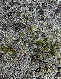 Lecanora argopholis image