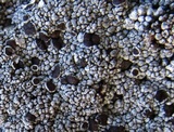 Lecanora argopholis image