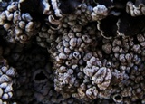 Lecanora argopholis image