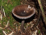 Amanita liquii image