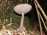 Amanita liquii image