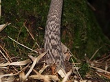 Amanita liquii image