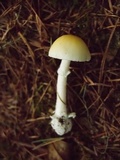 Amanita orientigemmata image