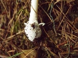 Amanita orientigemmata image