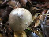 Amanita ovalispora image