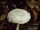 Amanita ovoidea image