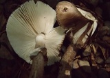 Amanita porphyria image