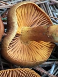 Cortinarius thiersii image