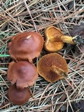 Cortinarius thiersii image