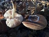Pluteus exilis image