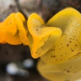 Naematelia aurantia image