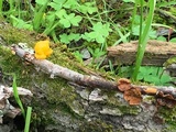 Naematelia aurantia image