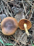 Cortinarius thiersii image
