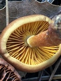 Cortinarius thiersii image
