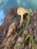 Flammulaster muricatus image