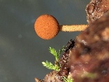 Flammulaster muricatus image
