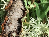 Peniophora cinerea image