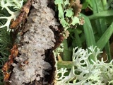 Peniophora cinerea image