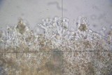 Crepidotus variabilis image