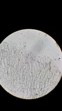 Nolanea cetrata f. minimospora image
