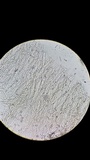 Nolanea cetrata f. minimospora image