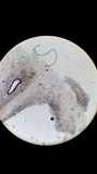 Nolanea cetrata f. minimospora image