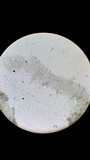 Nolanea cetrata f. minimospora image