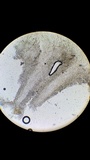 Nolanea cetrata f. minimospora image