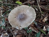 Amanita pseudoporphyria image