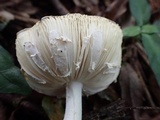 Amanita pseudoporphyria image