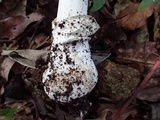 Amanita pseudoporphyria image