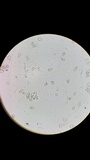 Nolanea cetrata f. minimospora image
