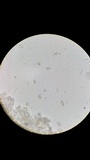 Nolanea cetrata f. minimospora image