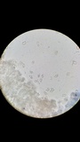 Nolanea cetrata f. minimospora image